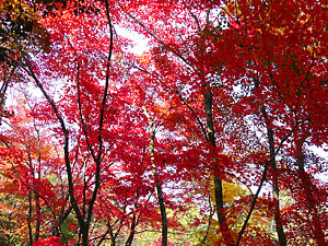 西林寺の紅葉
