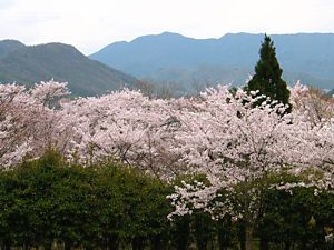 西林寺・都麻乃郷の桜