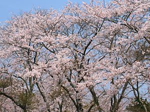 西林寺・都麻乃郷の桜