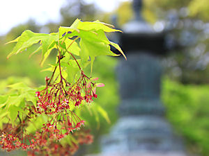西林寺 モミジの花と種