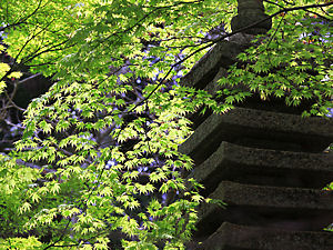 西林寺の石塔とモミジの新緑