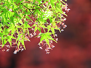西林寺 モミジの花と種