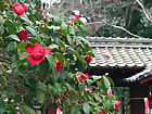 西林寺の唐子椿（カラコツバキ）の花
