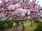 梁瀬苑公園・日本庭園「やなせ苑」と八重桜の桜づつみ