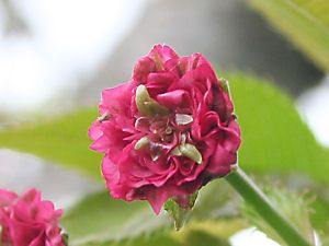 ロッコウキクザクラ（六甲菊桜/サトザクラ）