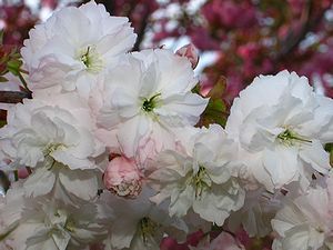 八重桜の花/やなせ苑の桜づつみ