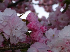 八重桜の花/やなせ苑の桜づつみ