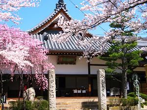 有馬温泉の念仏寺と桜