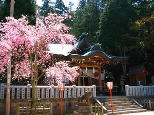 湯泉神社の本殿としだれ桜