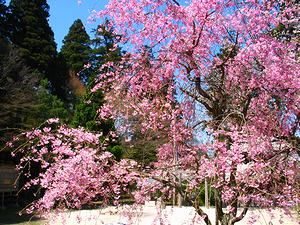 湯泉神社のしだれ桜