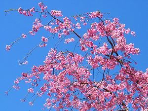 湯泉神社のしだれ桜