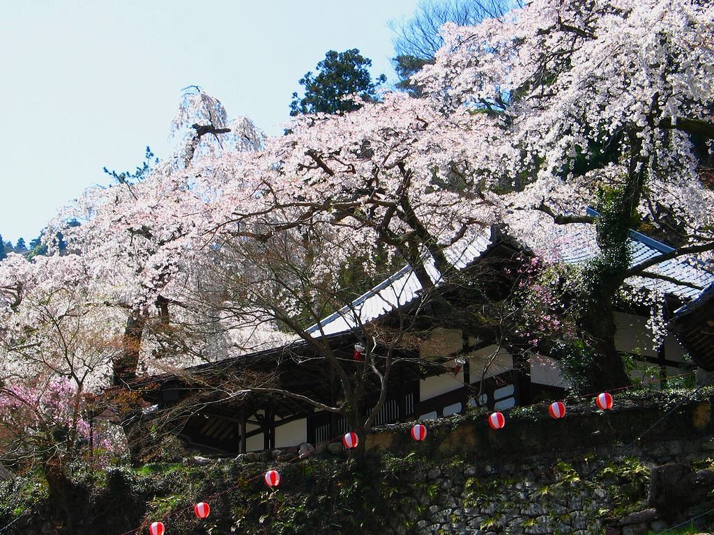 善福寺のしだれ桜 有馬温泉の桜壁紙写真集 無料写真素材