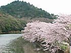 呑吐ダムと衝原湖の桜並木