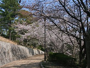 会下山公園の桜並木
