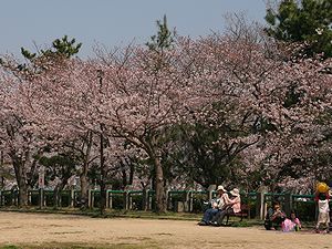 会下山公園の桜並木