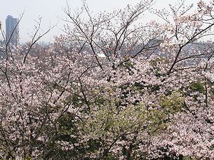 桜の並木越しに見える神戸市街地の風景