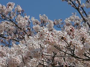 会下山公園の桜