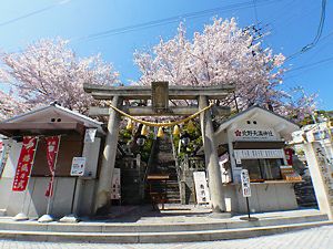 北野天満神社の鳥居と桜