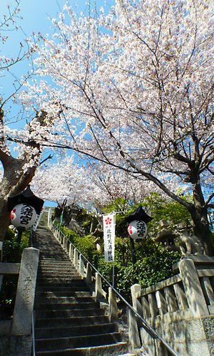 北野天満神社の参道と桜