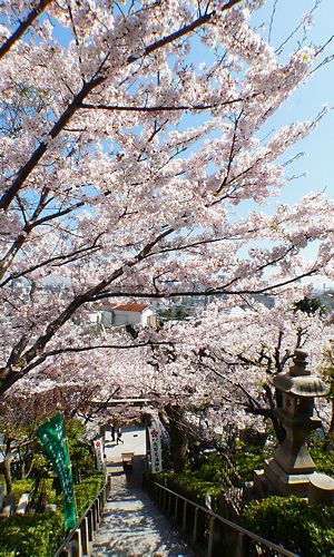 北野天満神社の参道と桜