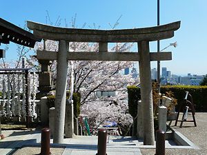 北野天満神社の鳥居と桜