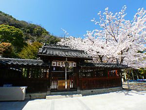 北野天満神社の拝殿・本殿と桜