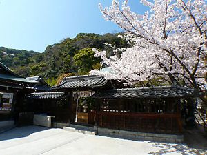 北野天満神社の拝殿・本殿と桜