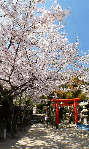 北野天満神社の桜