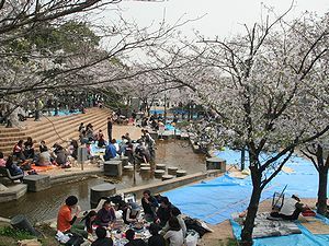 生田川公園でのお花見の風景