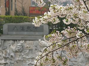 生田川公園・百龍嬉水と桜