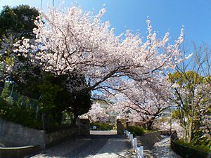 北野クラブ ソラ（KITANO CLUB sola）の桜