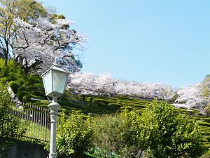 北野浄水場跡の遊歩道の桜並木