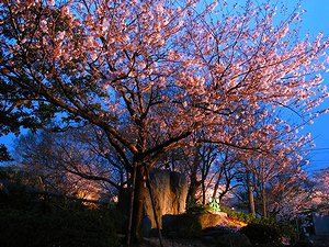 神戸の桜の開花宣言に使われる標準木
