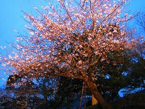 神戸の桜の開花宣言に使われる標準木