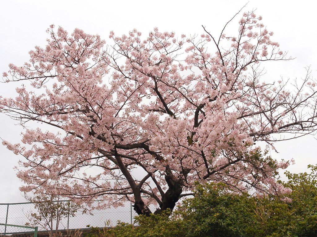 神戸市立王子動物園夜桜通り抜け 壁紙写真集 無料写真素材