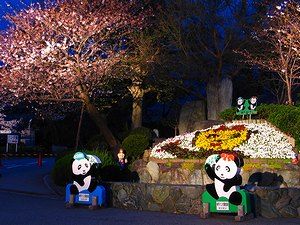 王子動物園パンダ花壇の桜ライトアップ夜景