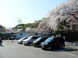 王子公園・王子動物園の桜