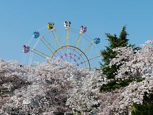 王子公園・王子動物園の桜