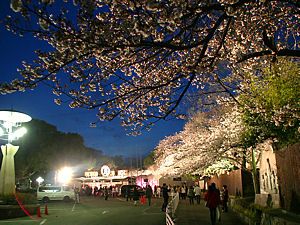 王子動物園夜桜通り抜け・桜のライトアップ