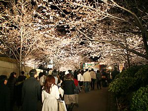 王子動物園夜桜通り抜け・桜のライトアップ