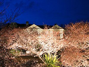 異人館・ハンター住宅と桜のライトアップ夜景