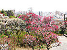 岡本梅林・岡本公園の梅の花