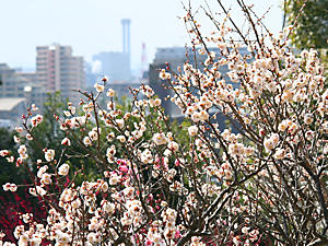 梅の花と神戸市東灘区の街並み