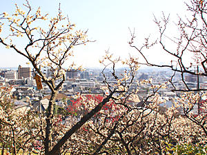 梅の花と神戸市東灘区の街並み