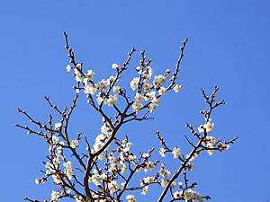 神戸 岡本梅林・岡本公園の梅の花