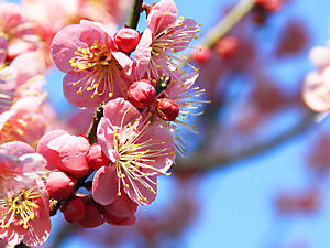 神戸 岡本梅林・岡本公園の梅の花