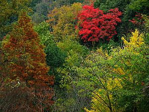 奥須磨公園の紅葉
