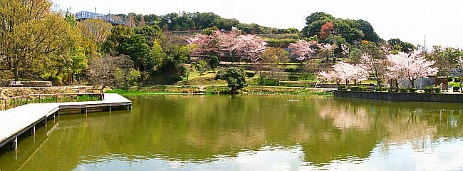 奥須磨公園の桜
