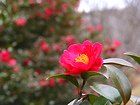奥須磨公園・神戸の桜と紅葉の名所