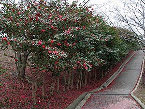 奥須磨公園の山茶花（サザンカ）
